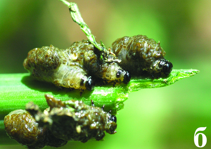 Трещалка луковая