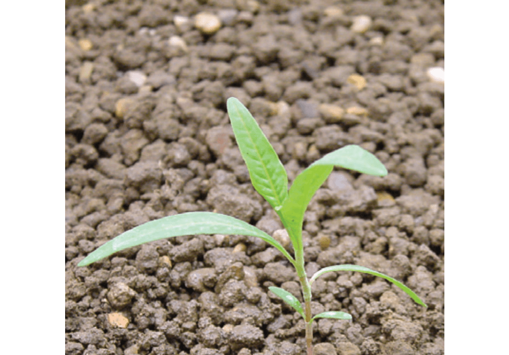 Горец почечуйный