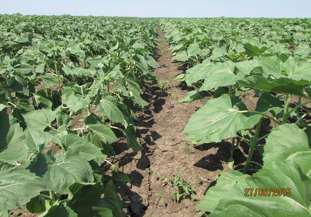 Заразиха кумская (подсолнечная)