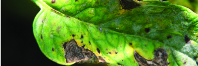 Альтернариоз (сухая пятнистость листьев) томата