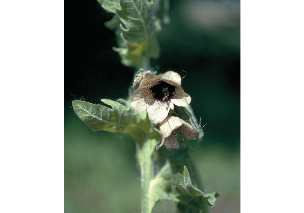 Белена черная