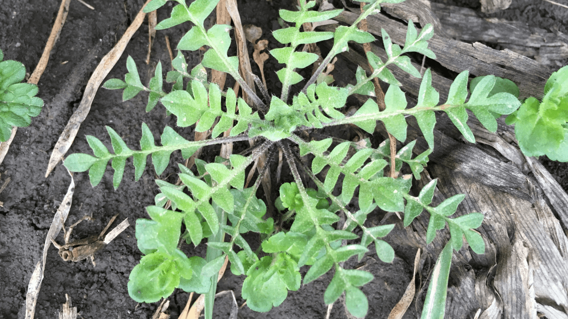 Пастушья сумка обыкновенная