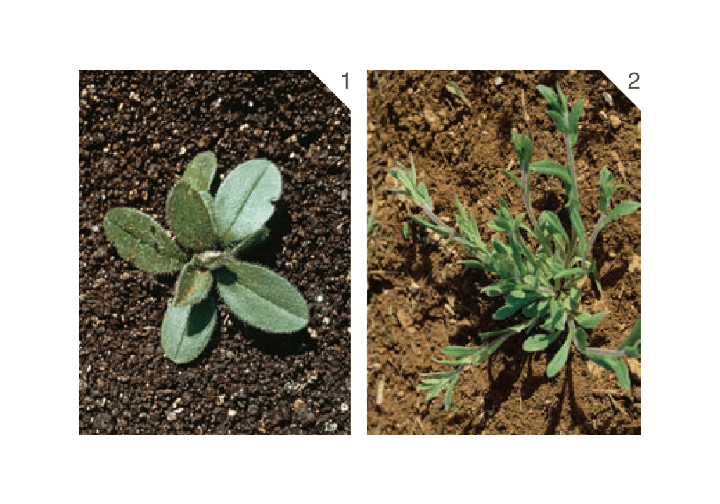 Незабудка полевая