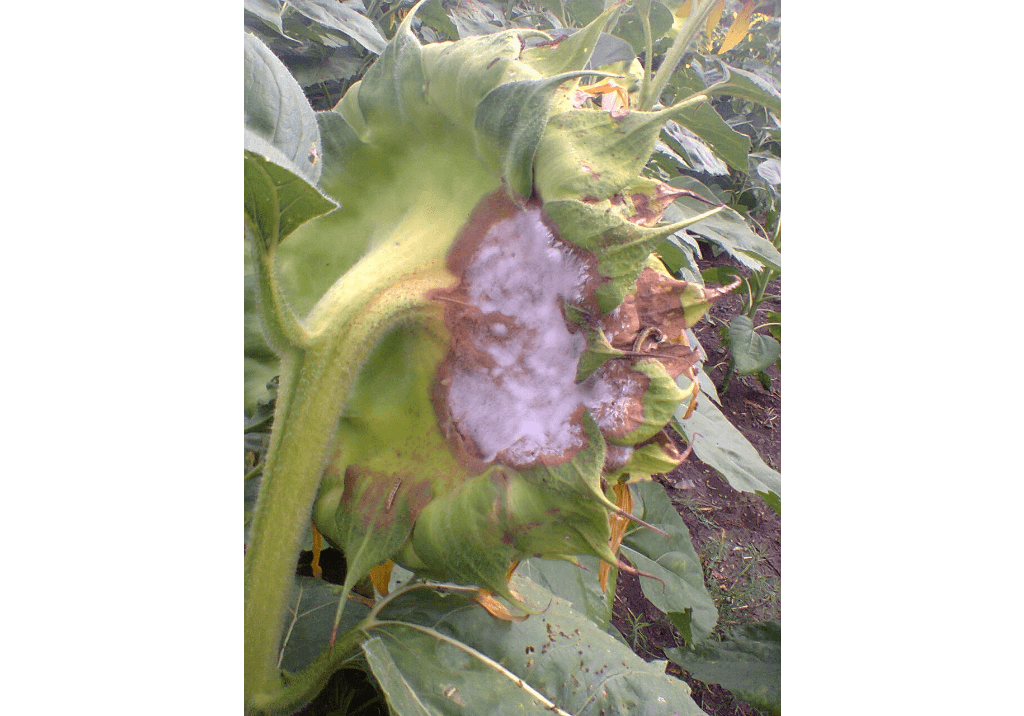 Серая гниль подсолнечника