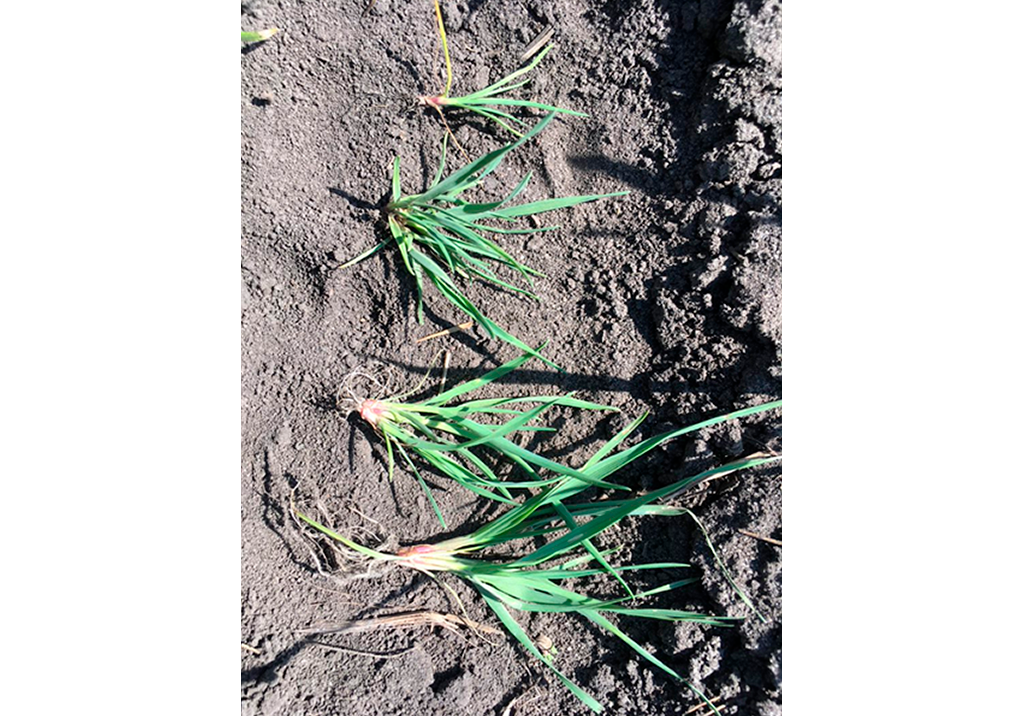 Метлица обыкновенная