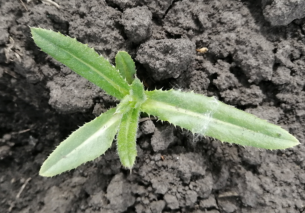 Бодяк полевой