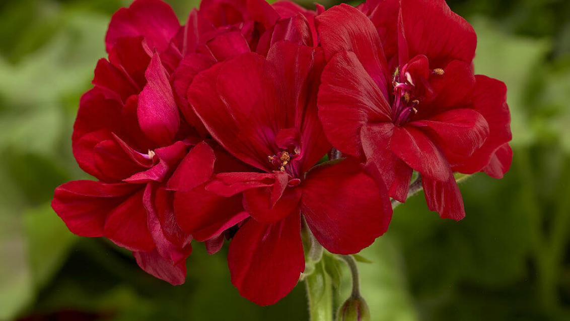 Пеларгонии новой серии «Мокси!» сэкономят место в теплицах