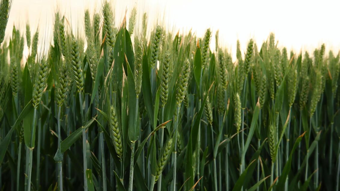 Норма высева и потенциал сорта озимой пшеницы