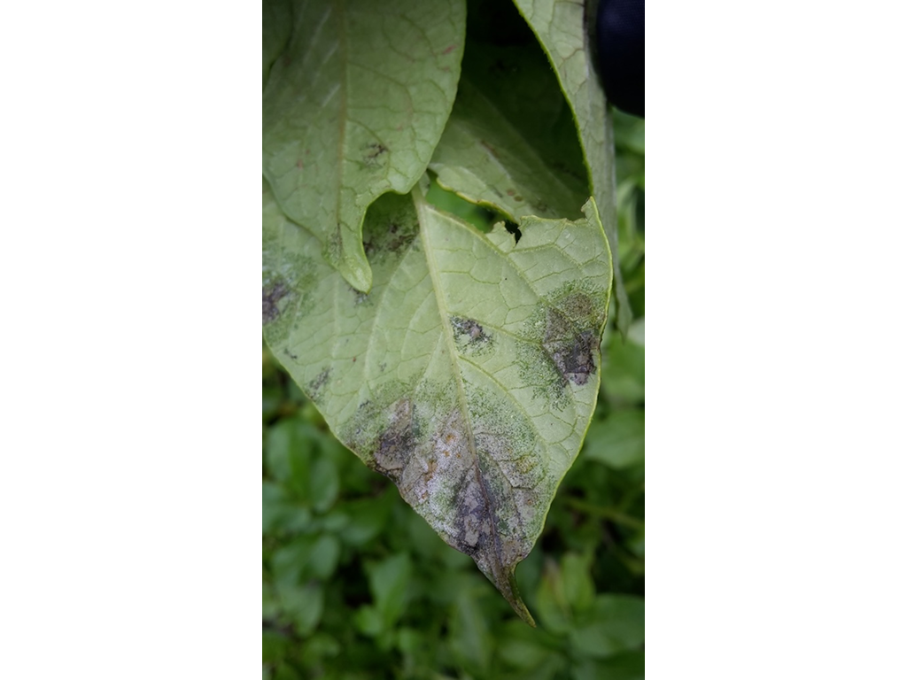 Фитофтороз картофеля