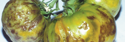 X-вирус картофеля на томате