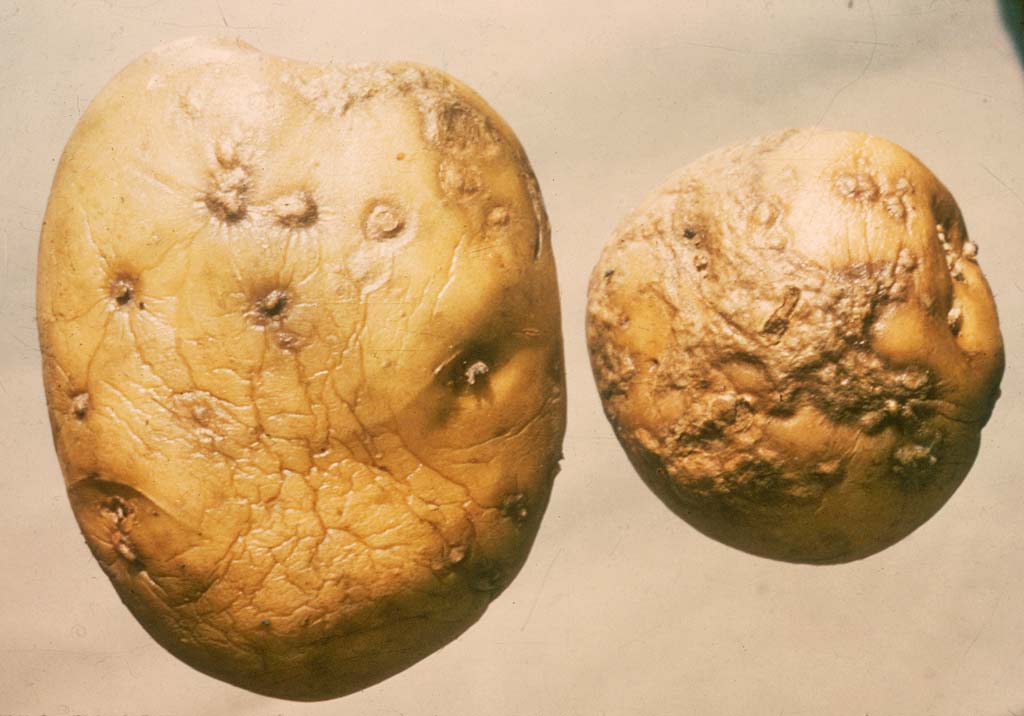 Парша бугорчатая, или ооспороз