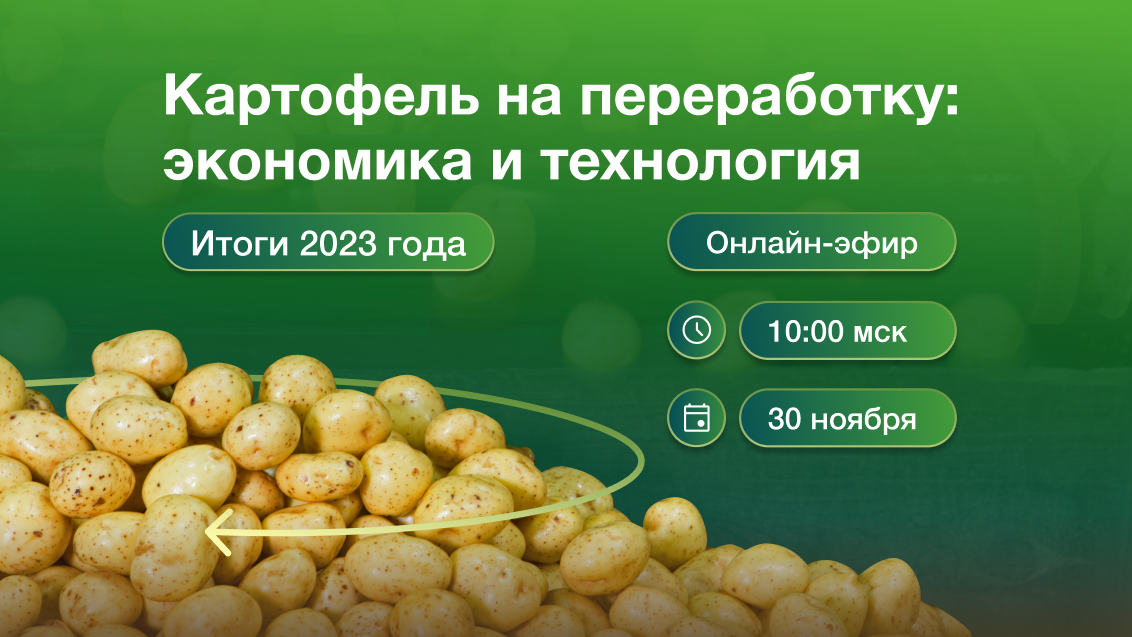 Онлайн-эфир про картофель на переработку