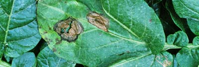 Альтернариоз (ранняя сухая пятнистость) картофеля