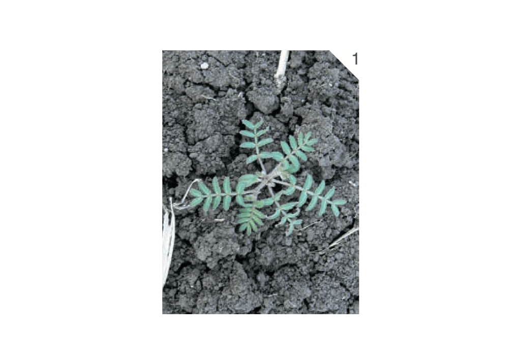 Якорцы стелющиеся