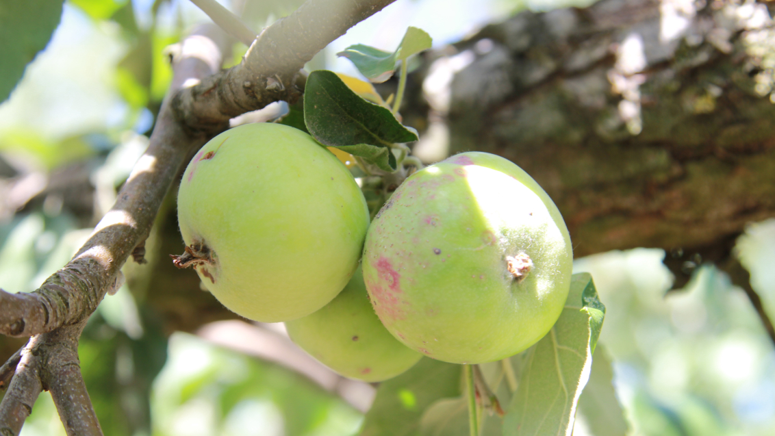 Калифорнийская щитовка