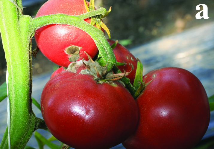Головчатая плесень или мокрая ризопусная гниль плодов томата