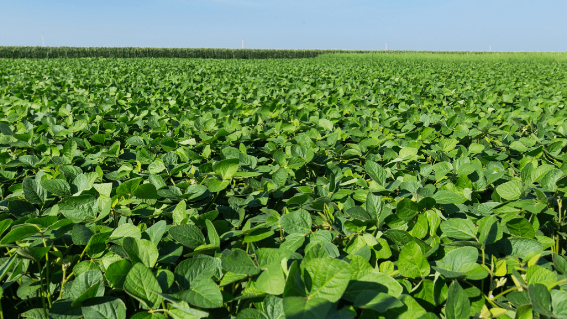 Надежная гербицидная защита сои