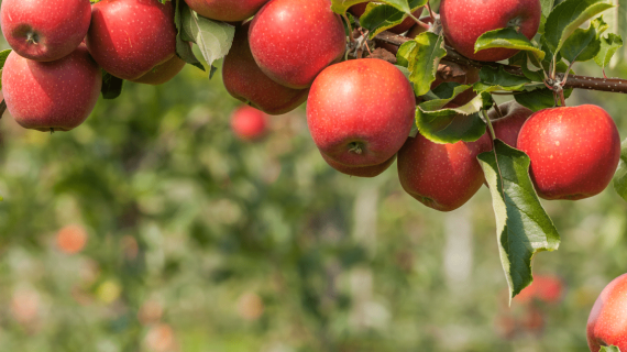 Защита плодовых деревьев