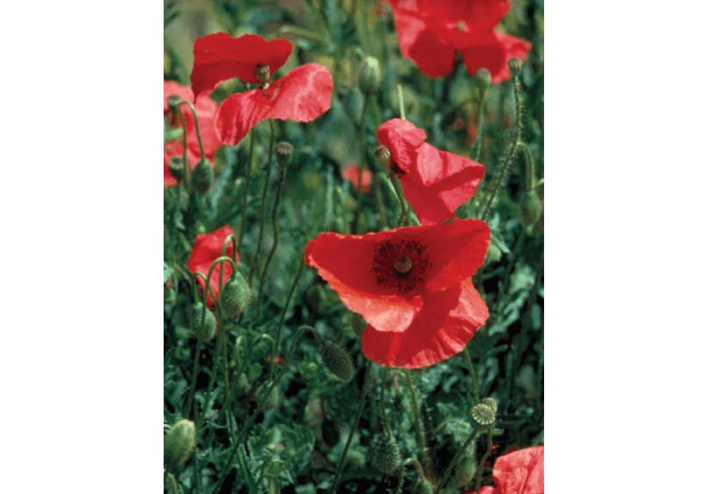 Мак самосейка