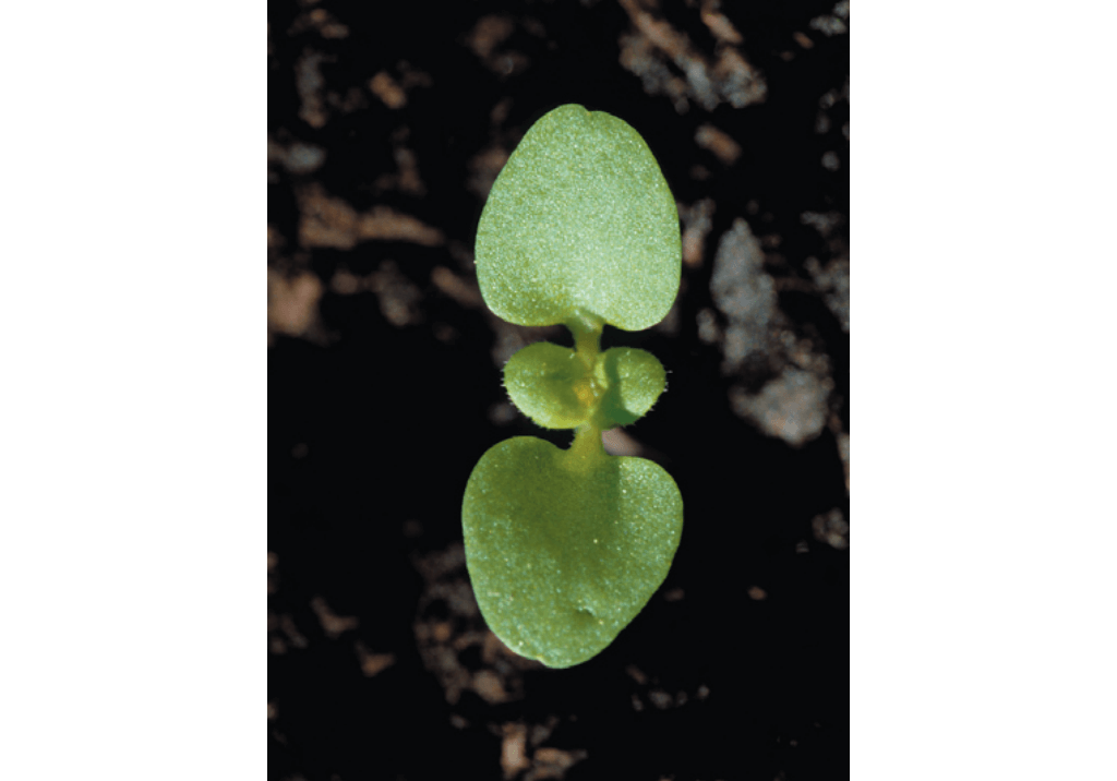 Вероника персидская