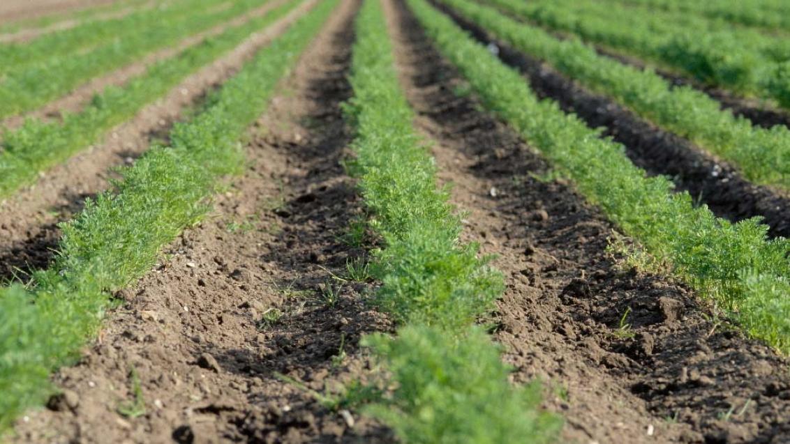 Профессиональная программа защиты моркови, фото