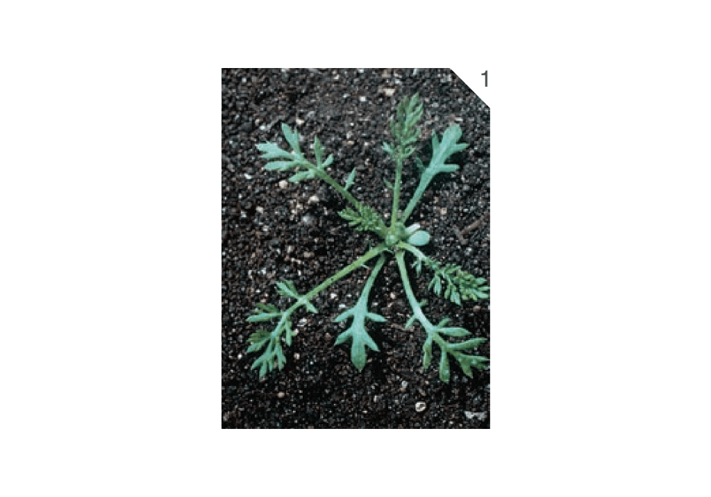 Ромашка пахучая