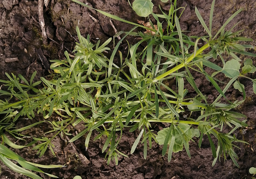 Подмаренник цепкий