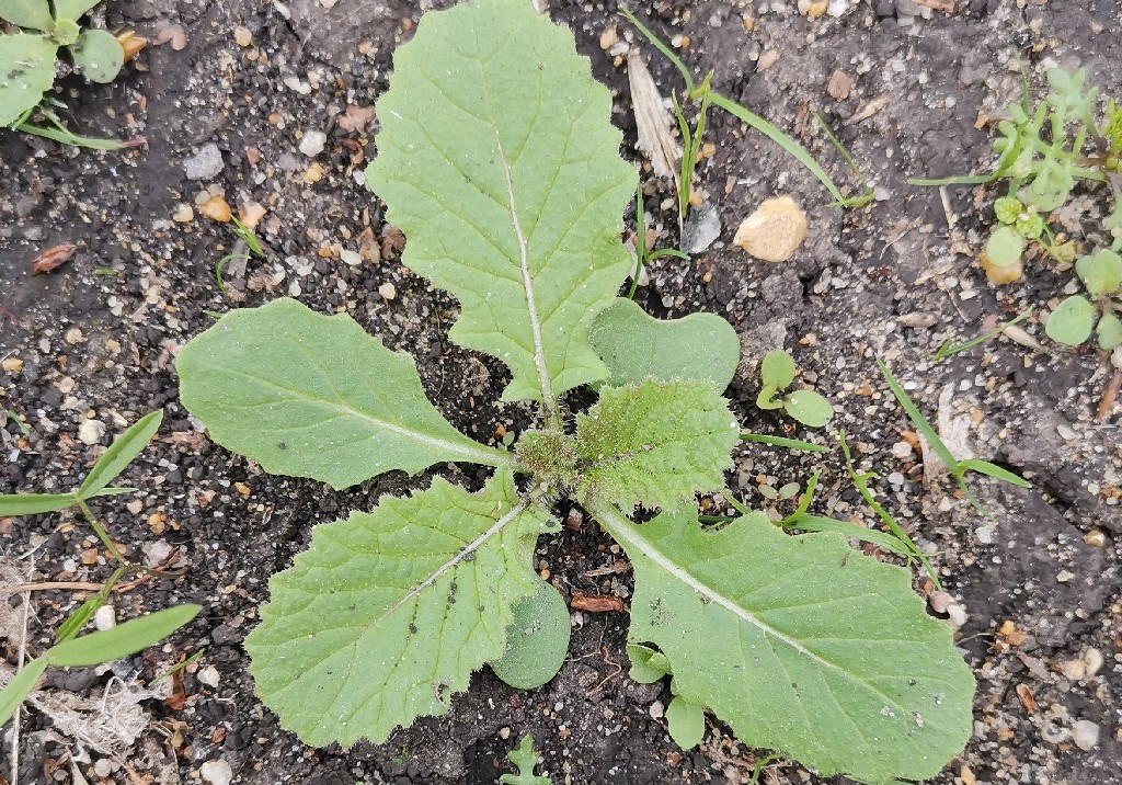 Горчица полевая