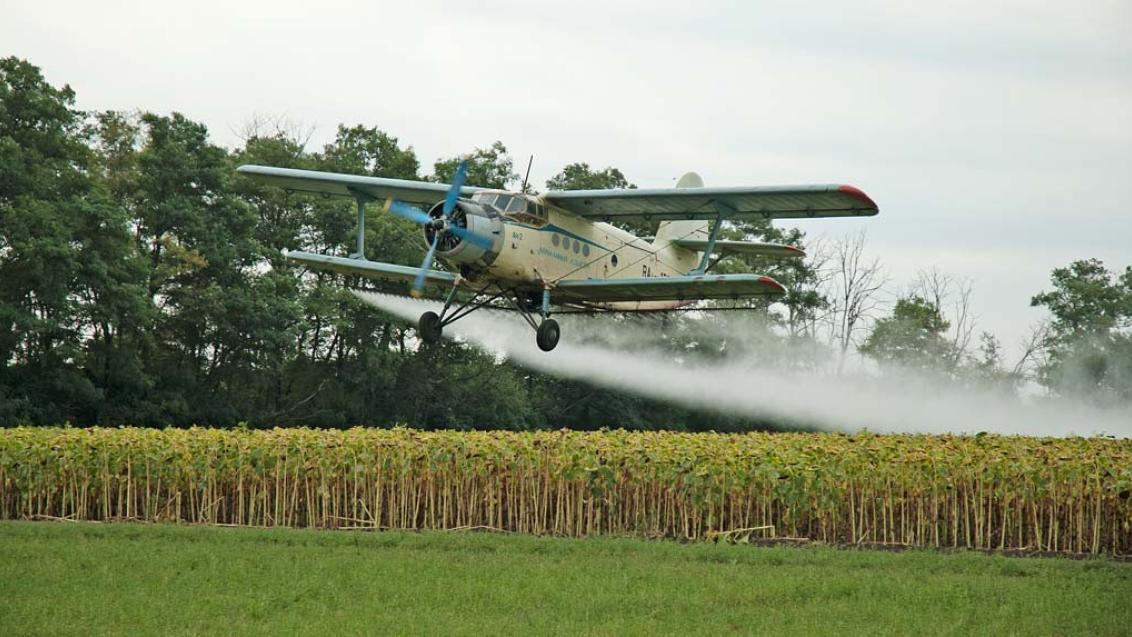 Десикация подсолнечника