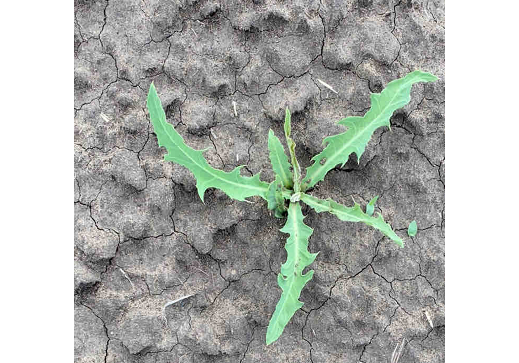 Латук компасный