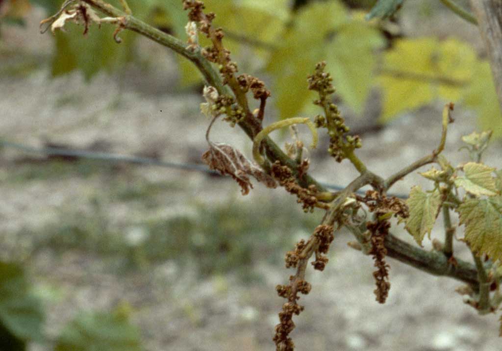Эутипоз (сухорукавность)