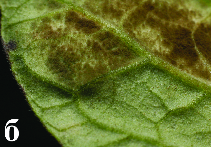Оливковая (бурая) пятнистость, или кладоспориоз