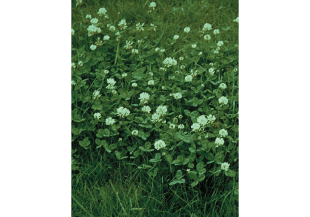 Клевер ползучий / Амория ползучая