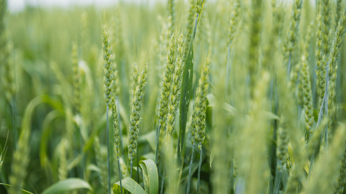 Фунгициды для непогоды