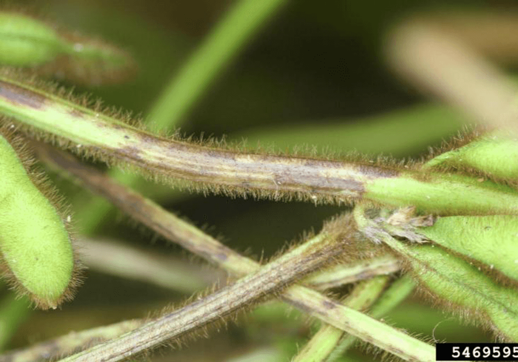 Антракноз сои