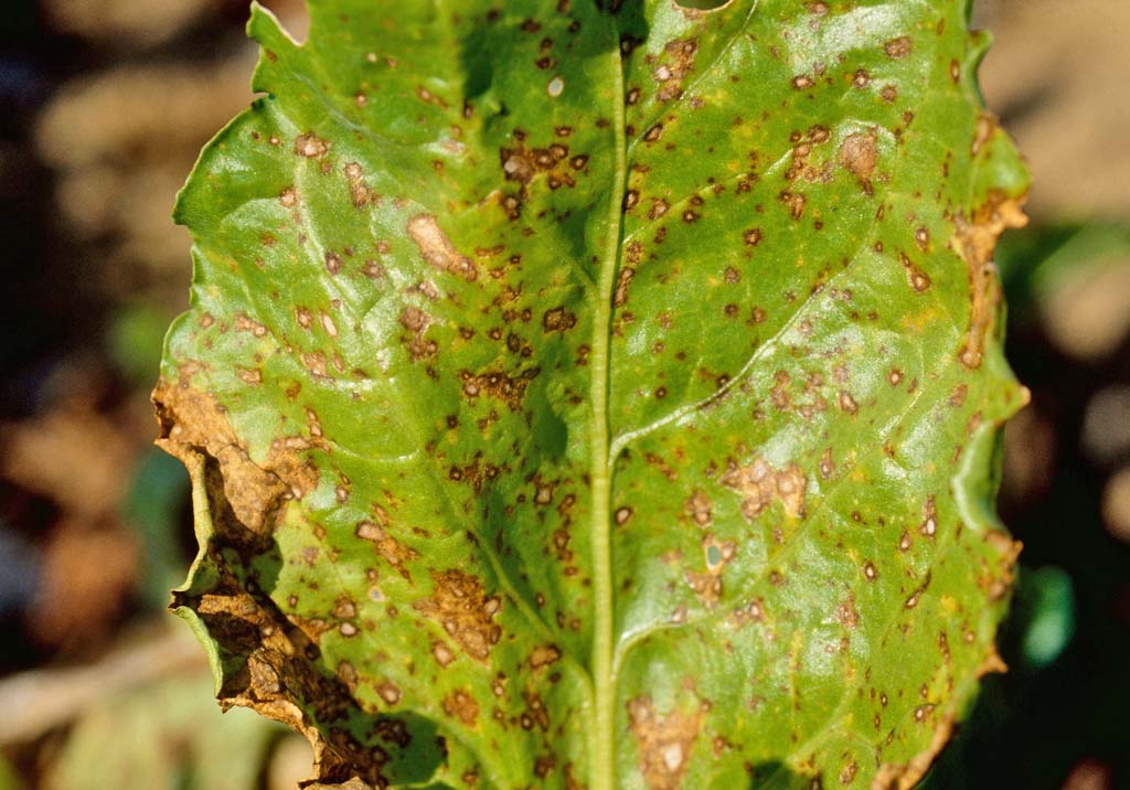 Церкоспороз сахарной свеклы