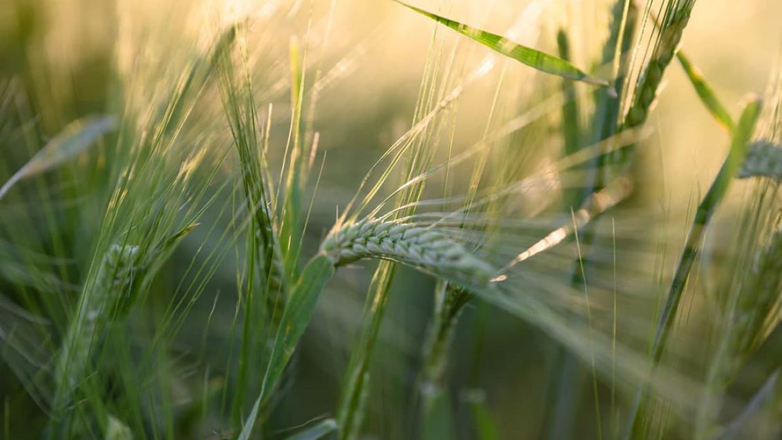 Озимая рожь в России. Курс на рост