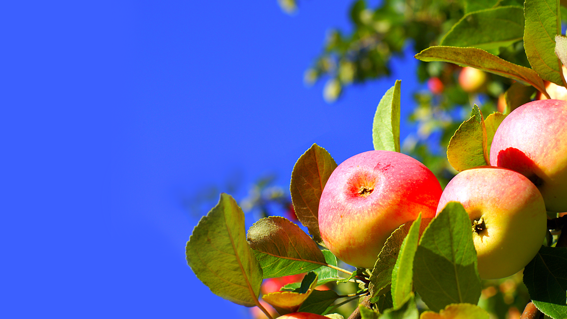 Школа управления урожаем по садам 1.0