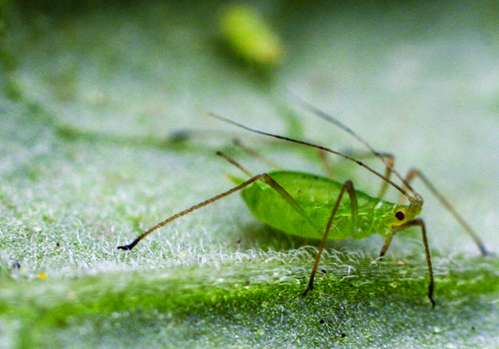 Тля картофельная (обыкновенная и большая)