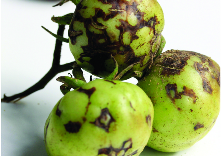 Томатная мозаика