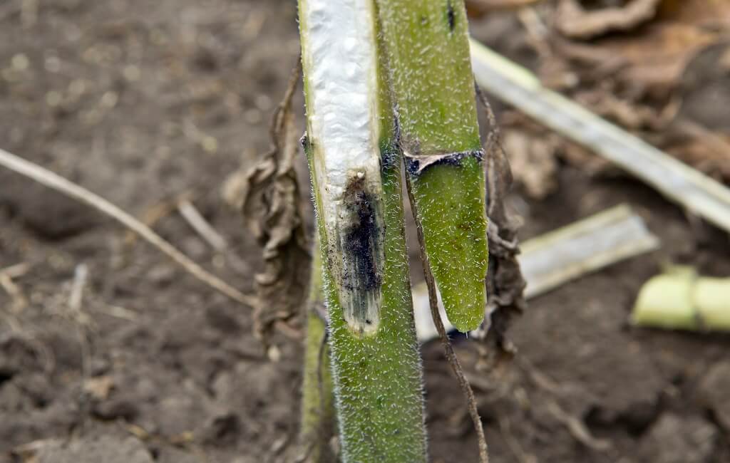 Подсолнечная шипоноска