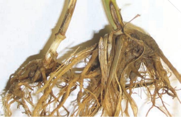 Церкоспореллезная прикорневая гниль