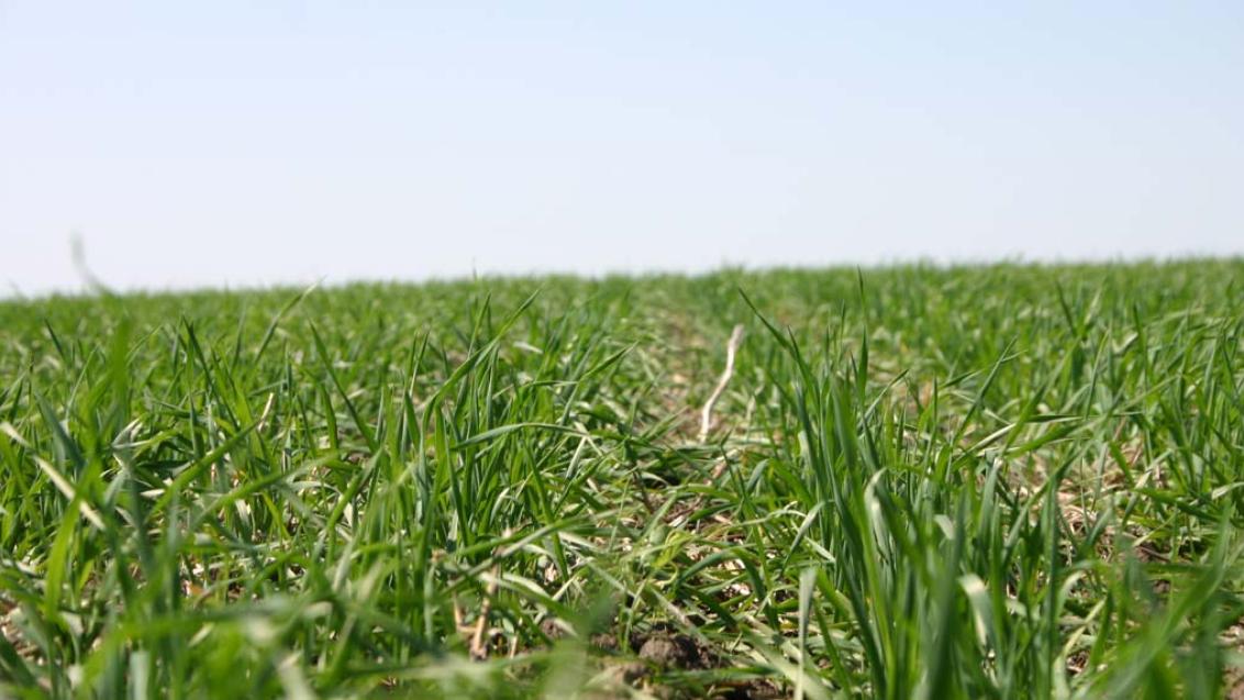 СЕЛЕСТ МАКС обеспечит дружные всходы и отличную перезимовку озимых зерновых культур