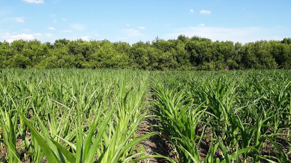 Вести с полей: как эффективно использовать влагу в Поволжье