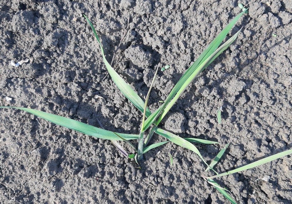 Пырей ползучий