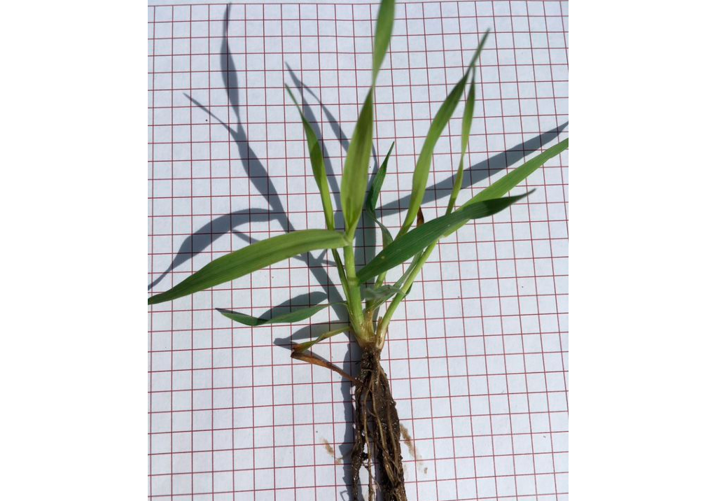 Овсюг Людовика