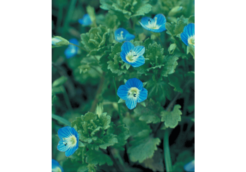 Вероника персидская