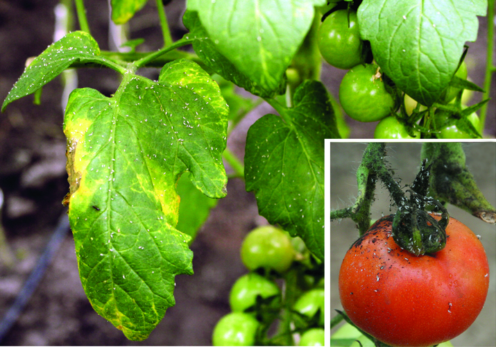 Тля картофельная (обыкновенная и большая)