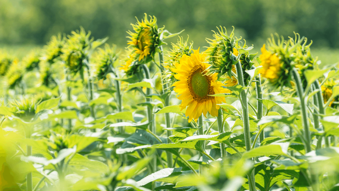 Курс на рекордный урожай