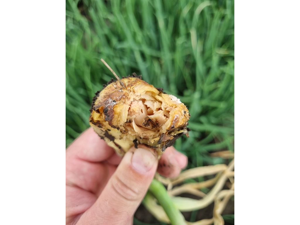 Ложная мучнистая роса,  или пероноспороз лука